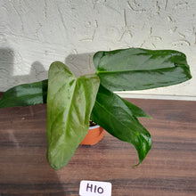 Load image into Gallery viewer, #H10 Anthurium Truncicola x &#39;Dark Night&#39;