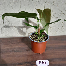 Load image into Gallery viewer, #H10 Anthurium Truncicola x &#39;Dark Night&#39;