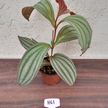 Load image into Gallery viewer, #H61 Medinilla Gregori Hambali