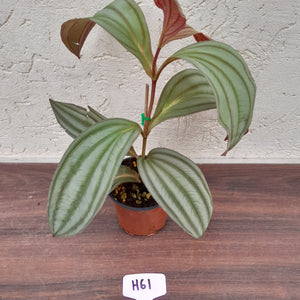 #H61 Medinilla Gregori Hambali