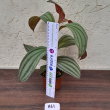 Load image into Gallery viewer, #H61 Medinilla Gregori Hambali