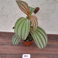 Load image into Gallery viewer, #H61 Medinilla Gregori Hambali