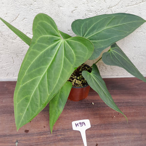 #H39 Large Anthurium 'Sanguineum'