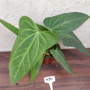 #H39 Large Anthurium 'Sanguineum'