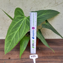 Load image into Gallery viewer, #H39 Large Anthurium &#39;Sanguineum&#39;