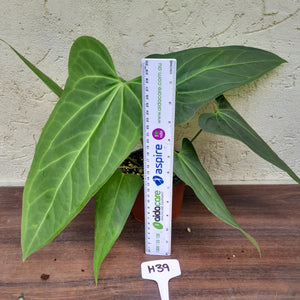 #H39 Large Anthurium 'Sanguineum'