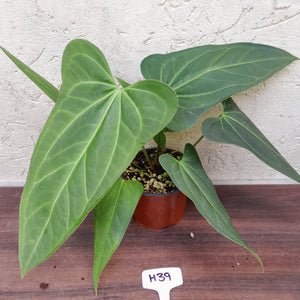 #H39 Large Anthurium 'Sanguineum'