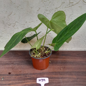 #H39 Large Anthurium 'Sanguineum'