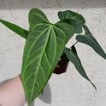 Load image into Gallery viewer, #H39 Large Anthurium &#39;Sanguineum&#39;