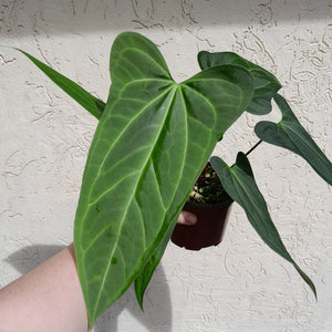 #H39 Large Anthurium 'Sanguineum'