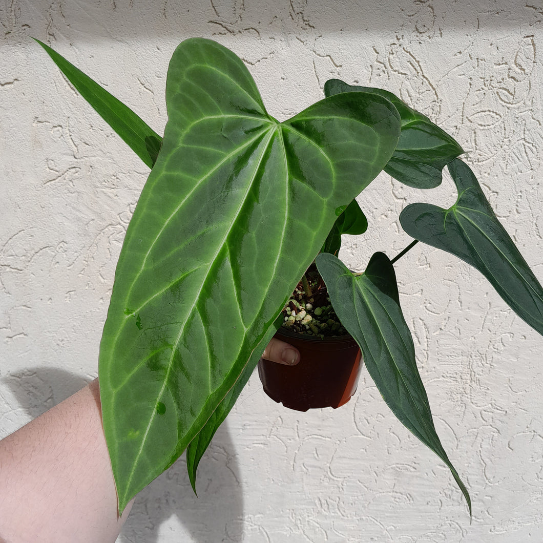 #H39 Large Anthurium 'Sanguineum'