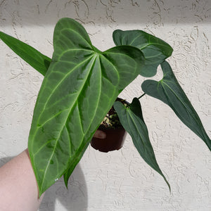 #H39 Large Anthurium 'Sanguineum'