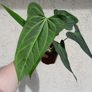 #H39 Large Anthurium 'Sanguineum'