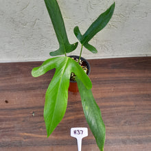 Load image into Gallery viewer, #H37 Anthurium Truncicola