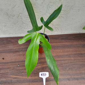 #H37 Anthurium Truncicola