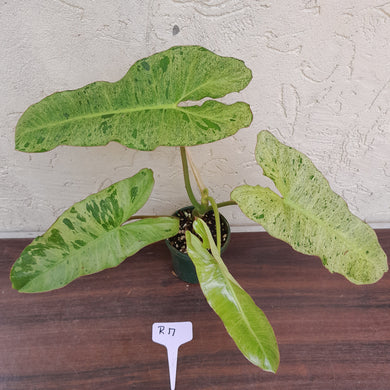 #R17 Philodendron Paraiso Verde - Amazing Colour