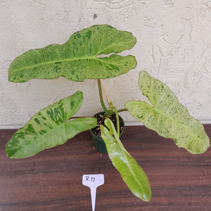 #R17 Philodendron Paraiso Verde - Amazing Colour