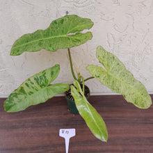 Load image into Gallery viewer, #R17 Philodendron Paraiso Verde - Amazing Colour