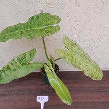 Load image into Gallery viewer, #R17 Philodendron Paraiso Verde - Amazing Colour