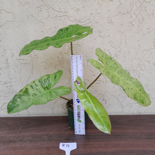 Load image into Gallery viewer, #R17 Philodendron Paraiso Verde - Amazing Colour