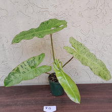 Load image into Gallery viewer, #R17 Philodendron Paraiso Verde - Amazing Colour