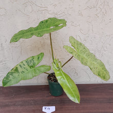 Load image into Gallery viewer, #R17 Philodendron Paraiso Verde - Amazing Colour