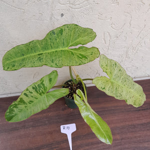 #R17 Philodendron Paraiso Verde - Amazing Colour