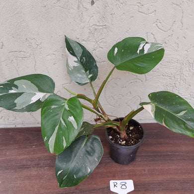 #R8 Philodendron White Princess