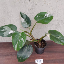 Load image into Gallery viewer, #R8 Philodendron White Princess