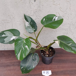 #R8 Philodendron White Princess