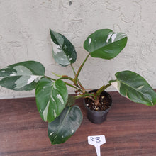Load image into Gallery viewer, #R8 Philodendron White Princess