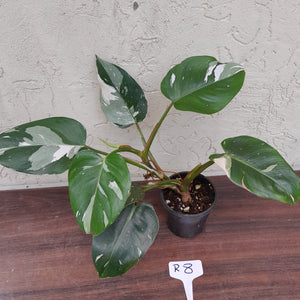 #R8 Philodendron White Princess
