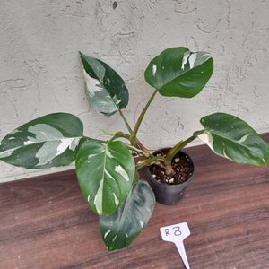 #R8 Philodendron White Princess