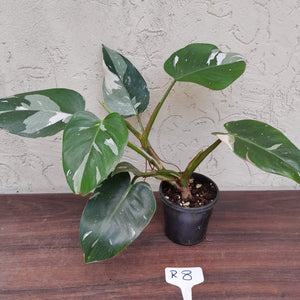 #R8 Philodendron White Princess
