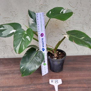 #R8 Philodendron White Princess