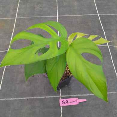 #G9 Rhaphidophora Pertusa