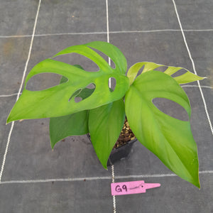#G9 Rhaphidophora Pertusa