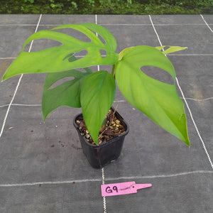 #G9 Rhaphidophora Pertusa