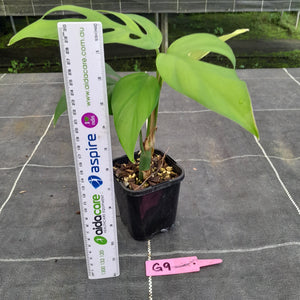 #G9 Rhaphidophora Pertusa