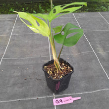 Load image into Gallery viewer, #G9 Rhaphidophora Pertusa