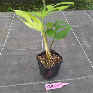 #G9 Rhaphidophora Pertusa