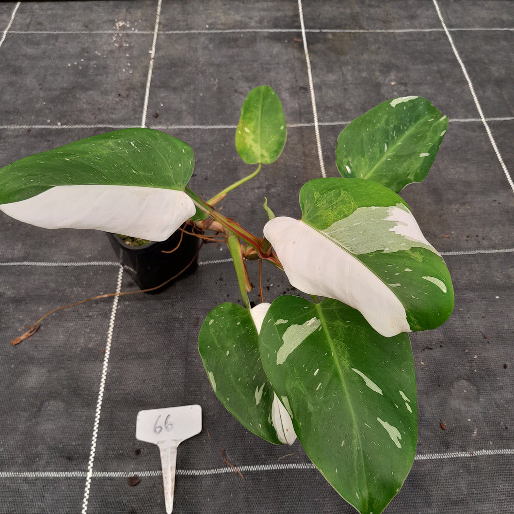 #66 Philodendron White Princess