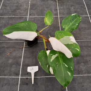 #66 Philodendron White Princess