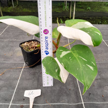 Load image into Gallery viewer, #66 Philodendron White Princess