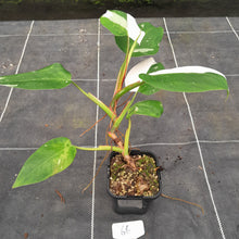 Load image into Gallery viewer, #66 Philodendron White Princess