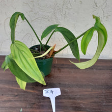 Load image into Gallery viewer, #R14 Philodendron Werkhoveniae