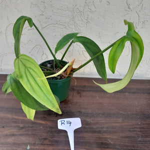 #R14 Philodendron Werkhoveniae