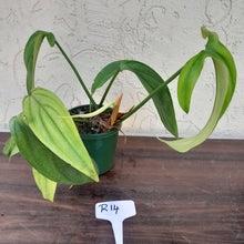 Load image into Gallery viewer, #R14 Philodendron Werkhoveniae