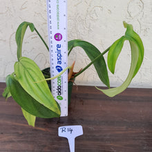 Load image into Gallery viewer, #R14 Philodendron Werkhoveniae