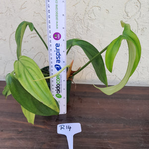 #R14 Philodendron Werkhoveniae